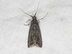 Phobus funerella