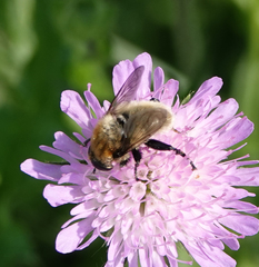 Merodon equestris