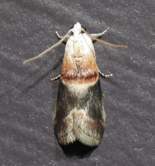 Acrobasis demotella