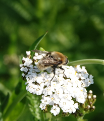 Merodon equestris