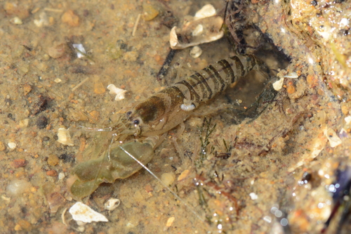 Alpheus richardsoni Yaldwyn, 1971