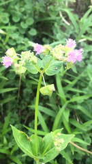 Mirabilis nyctaginea