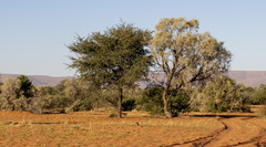 Vachellia haematoxylon