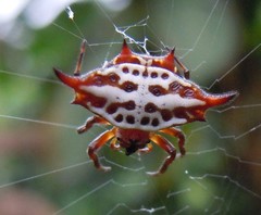 Gasteracantha thomasinsulae