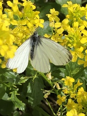 Pieris napi