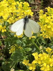 Pieris napi