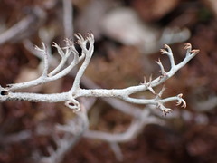 Cladonia stygia