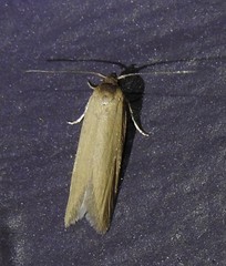 Holcocera immaculella