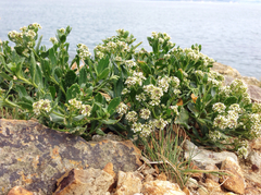 Lepidium crassum