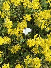 Pieris napi