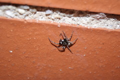 Menemerus semilimbatus