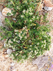Lepidium crassum
