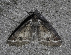 Macaria granitata