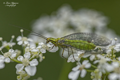 Hypochrysa elegans