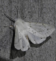 Spilosoma dubia