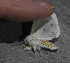 Spilosoma dubia