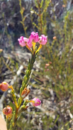 Image of Erica ferrea by (c) Jacques van der Merwe, some rights reserved (CC BY-SA)
