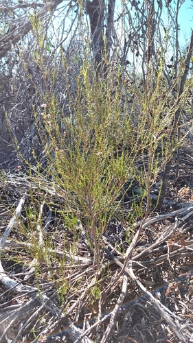Image of Erica ferrea by (c) Jacques van der Merwe, some rights reserved (CC BY-SA)