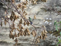 Cynanthus doubledayi