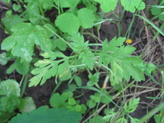 Plasmopara angustiterminalis