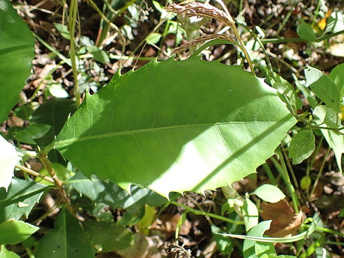 Image of Elaeodendron croceum by no rights reserved