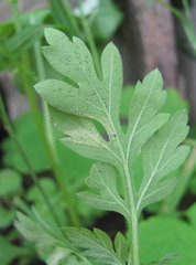 Plasmopara angustiterminalis