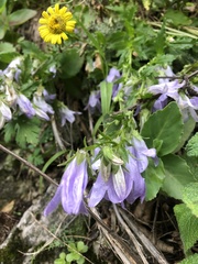 Campanula sarmatica