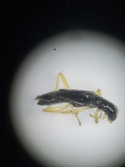 Hydnocerinae