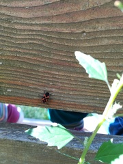 Tropidothorax leucopterus