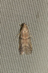 Ephestia elutella