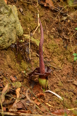 Amorphophallus henryi