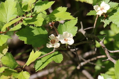 Crataegus biltmoreana
