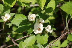 Crataegus biltmoreana