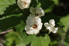 Crataegus biltmoreana
