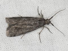 Phobus funerella