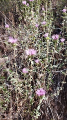 Monardella sheltonii