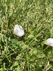 Convolvulus arvensis