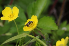 Hemihalictus