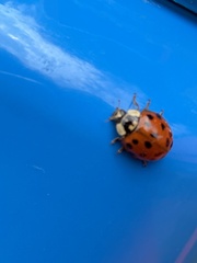 Harmonia axyridis