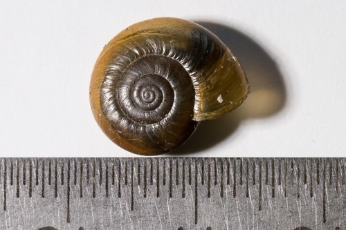 Draparnaud's Glass Snail