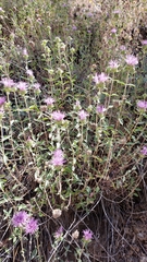 Monardella sheltonii