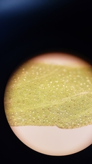 Monardella sheltonii