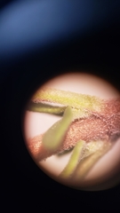 Monardella sheltonii