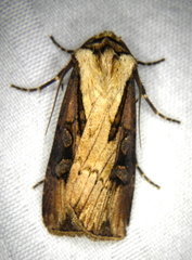 Agrotis volubilis