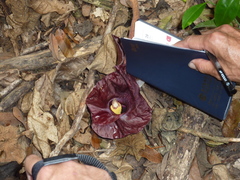 Amorphophallus henryi