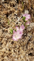 Clarkia williamsonii