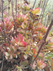 Crassula latibracteata