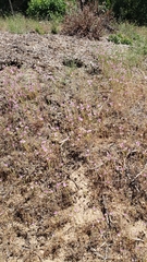 Clarkia williamsonii