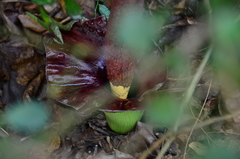 Amorphophallus henryi