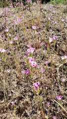 Clarkia williamsonii